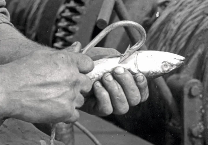 Thunfischfang 1