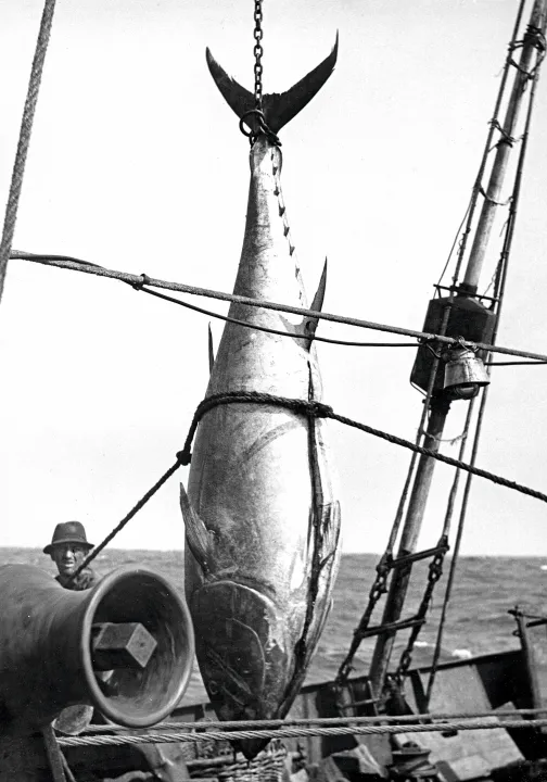 Thunfischfang 5