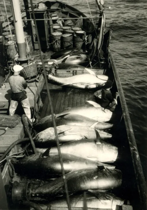 Thunfischfang 8