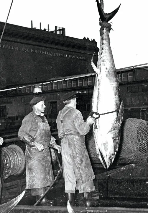 Thunfischfang 9